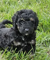 Denver , a male Goldendoodle and Poodle - Miniature  for sale in Leesburg, OH – 4 of 9