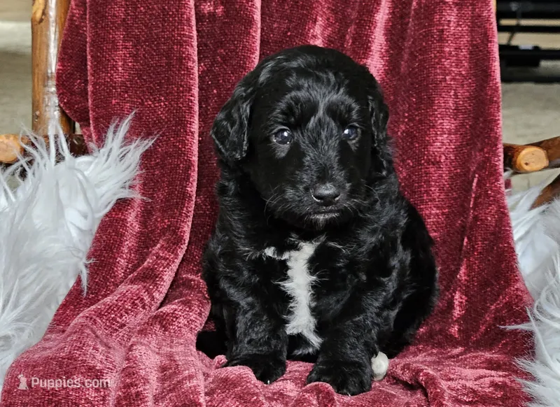 Billings  – Poodle - Miniature  puppy for sale in Leesburg, OH