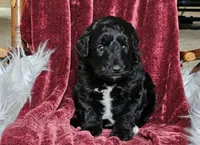 Billings , a male Poodle - Miniature  for sale in Leesburg, OH – 1 of 6