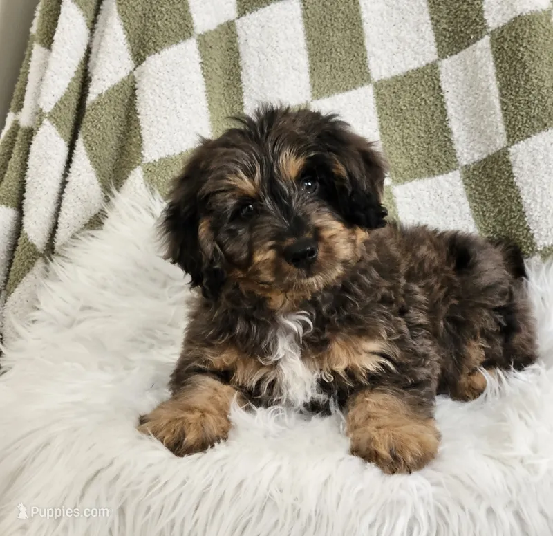 Dallas  – Goldendoodle, Poodle - Miniature  puppy for sale in Leesburg, OH