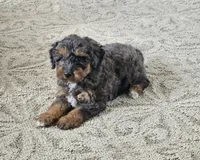 Derby, a male Goldendoodle and Poodle - Miniature  for sale in Leesburg, OH – 6 of 10