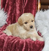 Boise, a male Goldendoodle and Poodle - Miniature  for sale in Leesburg, OH – 2 of 8