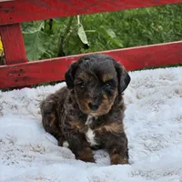 Derby, a male Goldendoodle and Poodle - Miniature  for sale in Leesburg, OH – 2 of 10