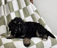 Detroit , a male Goldendoodle and Poodle - Miniature  for sale in Leesburg, OH – 8 of 10