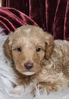 Branson , a male Goldendoodle and Poodle - Miniature  for sale in Leesburg, OH – 3 of 8