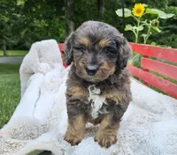 Dallas , a male Goldendoodle and Poodle - Miniature  for sale in Leesburg, OH – 6 of 9