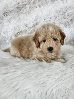 Boise, a male Goldendoodle and Poodle - Miniature  for sale in Leesburg, OH – 7 of 10