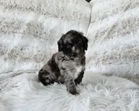 Berlin , a male Goldendoodle and Poodle - Miniature  for sale in Leesburg, OH – 5 of 7