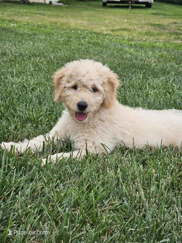 Bristol  – Goldendoodle, Poodle - Miniature  puppy for sale in Leesburg, OH