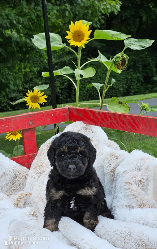 Denver  – Goldendoodle, Poodle - Miniature  puppy for sale in Leesburg, OH