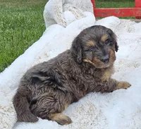 Dallas , a male Goldendoodle and Poodle - Miniature  for sale in Leesburg, OH – 3 of 9
