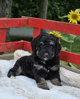Detroit , a male Goldendoodle and Poodle - Miniature  for sale in Leesburg, OH – 2 of 9