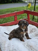 Derby, a male Goldendoodle and Poodle - Miniature  for sale in Leesburg, OH – 6 of 10