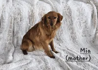 Cruze , a male Poodle - Miniature  and Miniature Goldendoodle for sale in Leesburg, OH – Photo 10 of 10