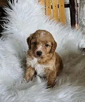 Cruze , a male Poodle - Miniature  and Miniature Goldendoodle for sale in Leesburg, OH – Photo 5 of 10