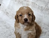 Cruze , a male Poodle - Miniature  and Miniature Goldendoodle for sale in Leesburg, OH – Photo 1 of 10