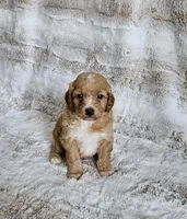Cruze , a male Poodle - Miniature  and Miniature Goldendoodle for sale in Leesburg, OH – Photo 8 of 10