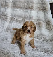 Cruze , a male Poodle - Miniature  and Miniature Goldendoodle for sale in Leesburg, OH – Photo 6 of 10