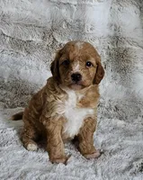 Cruze , a male Poodle - Miniature  and Miniature Goldendoodle for sale in Leesburg, OH – Photo 2 of 10