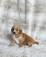 Cruze , a male Poodle - Miniature  and Miniature Goldendoodle for sale in Leesburg, OH – Photo 4 of 10