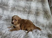 Cruze , a male Poodle - Miniature  and Miniature Goldendoodle for sale in Leesburg, OH – Photo 7 of 10