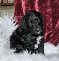 Britain , a male Goldendoodle and Poodle - Miniature  for sale in Leesburg, OH – 1 of 8