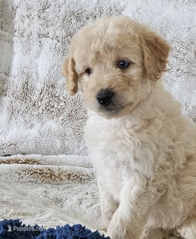 Bristol  – Poodle - Miniature  puppy for sale in Leesburg, OH