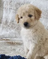 Bristol , a male Poodle - Miniature  for sale in Leesburg, OH – 1 of 9