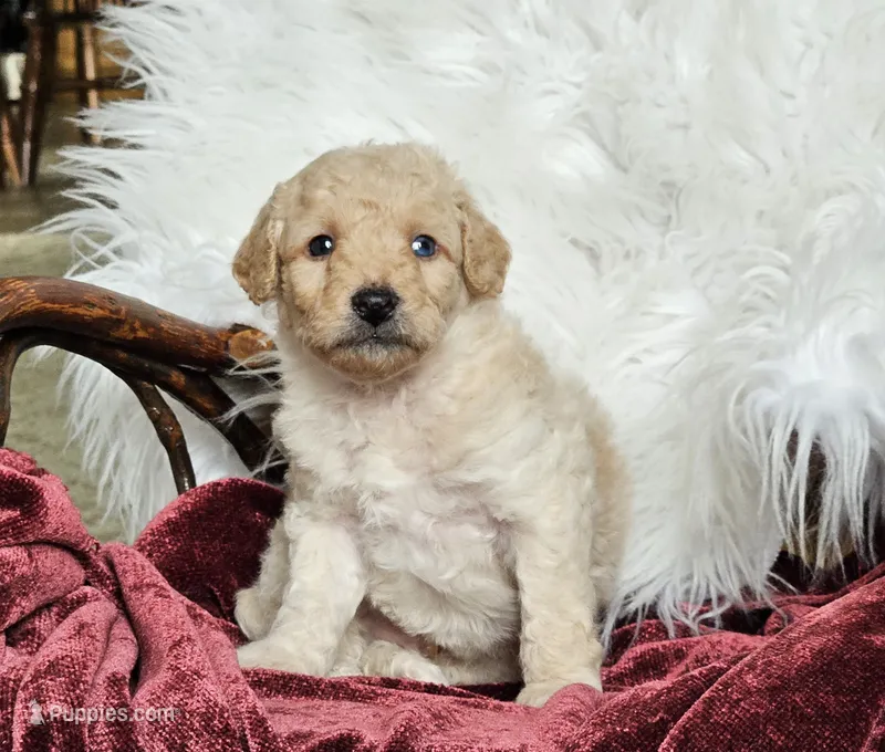 Bristol  – Poodle - Miniature  puppy for sale in Leesburg, OH