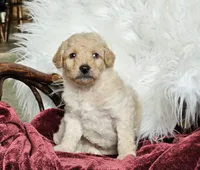 Bristol , a male Poodle - Miniature  for sale in Leesburg, OH – 1 of 7