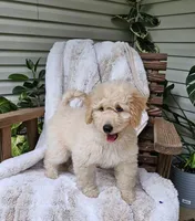 Bristol , a male Goldendoodle and Poodle - Miniature  for sale in Leesburg, OH – 1 of 10
