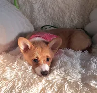 Fancy - Dm Safe Full Tail, a female Pembroke Welsh Corgi for sale in Arroyo Grande, CA – 7 of 10