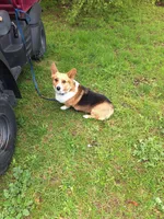 Todd, a male Pembroke Welsh Corgi for sale in Arroyo Grande, CA – Photo 7 of 7