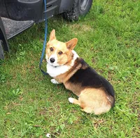 Todd, a male Pembroke Welsh Corgi for sale in Arroyo Grande, CA – Photo 2 of 7