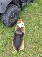 Todd, a male Pembroke Welsh Corgi for sale in Arroyo Grande, CA – Photo 5 of 7