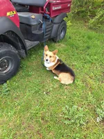 Todd, a male Pembroke Welsh Corgi for sale in Arroyo Grande, CA – Photo 6 of 7