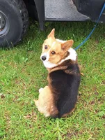 Todd, a male Pembroke Welsh Corgi for sale in Arroyo Grande, CA – Photo 1 of 7