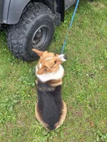Todd, a male Pembroke Welsh Corgi for sale in Arroyo Grande, CA – Photo 4 of 7