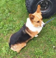 Todd, a male Pembroke Welsh Corgi for sale in Arroyo Grande, CA – Photo 3 of 7