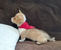 Ophelia- DM Safe - Full Tail, a female Pembroke Welsh Corgi for sale in Arroyo Grande, CA – 2 of 10