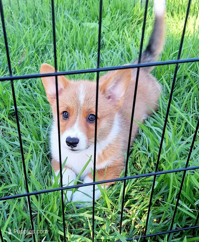 Joey- DM Safe - Full Tail – Pembroke Welsh Corgi puppy for sale in Arroyo Grande, CA