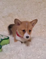 Ophelia- DM Safe - Full Tail, a female Pembroke Welsh Corgi for sale in Arroyo Grande, CA – 6 of 10