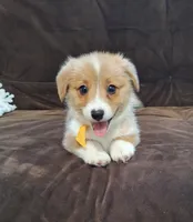Joey- DM Safe - Full Tail, a male Pembroke Welsh Corgi for sale in Arroyo Grande, CA – 5 of 10