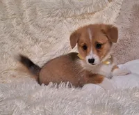 Joey- DM Safe - Full Tail, a male Pembroke Welsh Corgi for sale in Arroyo Grande, CA – 4 of 10