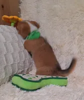 Oliver - DM Safe - Full Tail, a male Pembroke Welsh Corgi for sale in Arroyo Grande, CA – 8 of 10