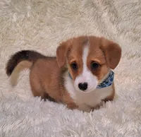 Charlie- Dm Safe Full Tail, a male Pembroke Welsh Corgi for sale in Arroyo Grande, CA – 4 of 10