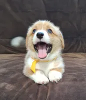 Joey- DM Safe - Full Tail, a male Pembroke Welsh Corgi for sale in Arroyo Grande, CA – 3 of 10