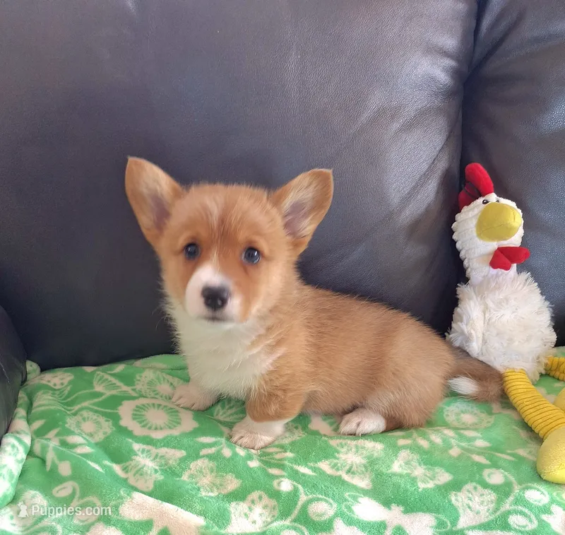 Biscuit- DM, EIC,vWD Safe- Natural Tail – Pembroke Welsh Corgi puppy for sale in Arroyo Grande, CA