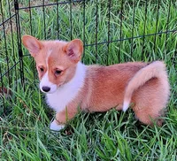 Ophelia- DM Safe - Full Tail, a female Pembroke Welsh Corgi for sale in Arroyo Grande, CA – 7 of 10