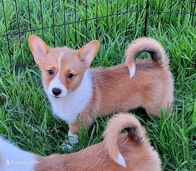 Ophelia- DM Safe - Full Tail – Pembroke Welsh Corgi puppy for sale in Arroyo Grande, CA